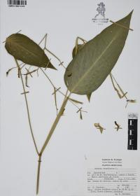 Maranta arundinacea image